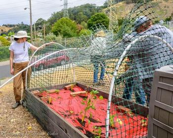 Photo by Fletcher Oakes. UC Master Gardeners put in netting to cover a new raised bed at the Water Conservation Garden in Richmond.