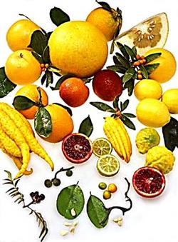 A Citrus Fruit Display. Courtesy of UCANR