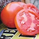 Tomato_Slicer_Oregon Spring_Territorial Seed Company (1)_sm96
