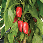 Pepper_Sweet_Lunchbox Red_Johhny's Selected Seeds, johnnyseeds.com_sm96