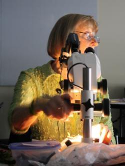 Emma Connery teaches class on Entomology at New Volunteer Training. Photo by UC Master Gardeners.