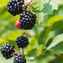 Small Spaces: Growing Berries in Containers