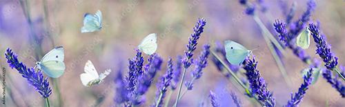 white butterfly on lavender flowers - AdobeStock