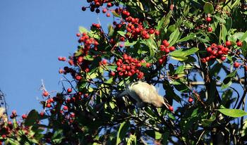 Waxwing and Toyon, along Meeker Slough Creek, Marina Bay, Richmond. Photo by TJ Gehling.