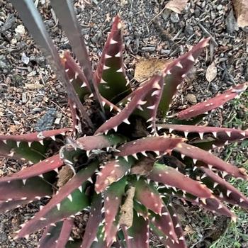 Aloe nobilis is a wonderful, tough plant—excellent at keeping kids from taking shortcuts across the garden.