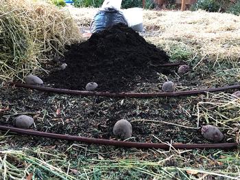 Potatoes with drip irrigation using the deep mulch method. From Grow Potatoes the Easy Way with Deep Mulch by Alex Russell.