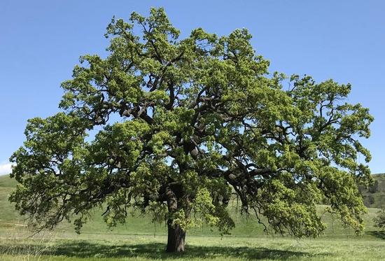 Valley Oaks can become massive. Courtesy UCANR.
