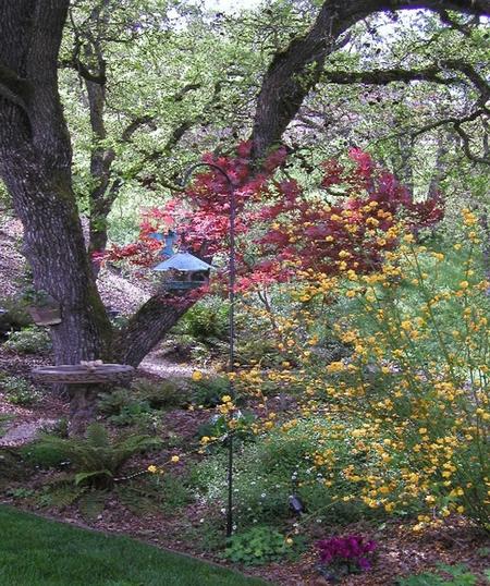 Garden compliments a heritage oak. Photo Courtesy David George.