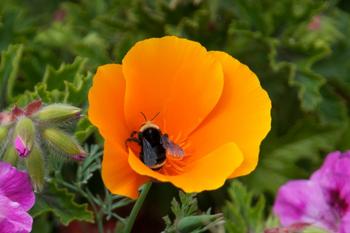 California poppy and bumblebee, El Cerrito garden. Courtesy of Robin Mitchell.