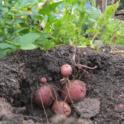 Potatoes are a Perfect Winter Crop!