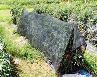 Tomatoes with ShadeCloth- UCMGCC