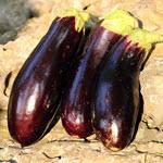 Eggplant_Diamond_Seed Savers Exchange-150