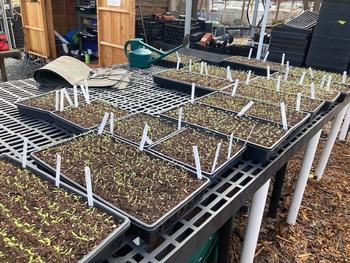 GTPS sprouts being readied for sale. Photo by Greg Letts.