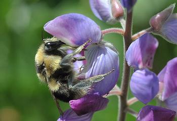 Black Tail Bumble Bee On Lupine, CanyonTrail, El Cerrito, CA. Photo courtesy of TJ Gehling.
