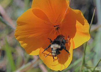 Bumble Bee On California Poppy, OhloneGreenway, El Cerrito, CA. Photo courtesy of TJ Gehling.