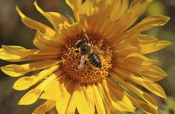 Leaf Cutter Bee On Sunflower. Photo courtesy of TJ Gehling.