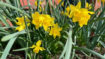Happy days—spring is here! Easy daffodils carpet a long narrow bed. Photo cr. M. Saarni.
