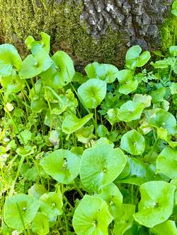 Miner’s lettuce (Claytonia perfoliata) around tree trunk. It will disappear entirely by the end of May. Photo cr Pamela Schroeder, UC Master Gardener.