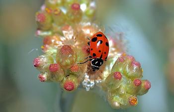 Convergent Lady beetle On Pearly Everlasting, El Cerrito, California. Photo courtesy of TJ Gehling. CC BY-NC-ND 2.0