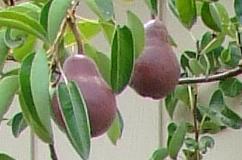 Pears-DSCF2227-cr
