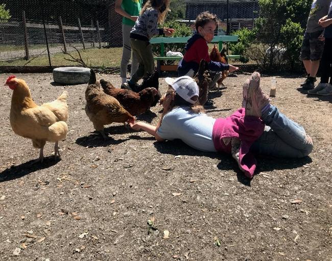 Face to Face Time with Chickens - Summer Camp 2021