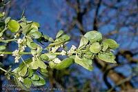 Foliage & Fruit of Broadleaf Mistletoe - photo by Jack Kelly Clark