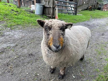 Jack one of our Baby Doll Sheep after a pumpkin snack!