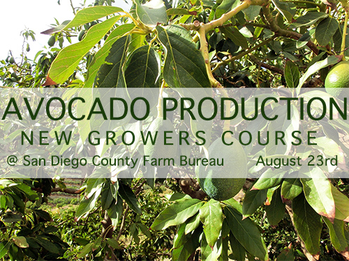 avocado-production-course