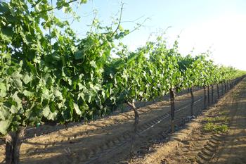 Vineyard row