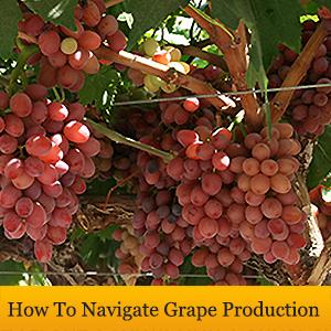 grape-production-sm-banner
