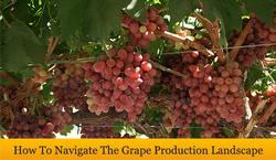Grape-Production-Banner