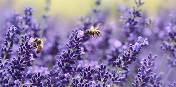 lavender-bees