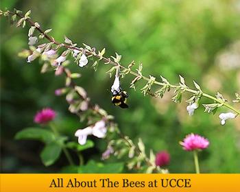 All The Bees UCCE banner