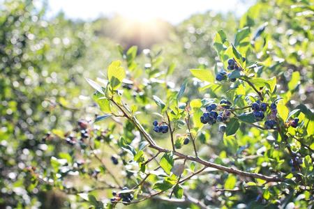 blueberries-field