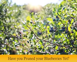 Featured-Stories-blueberries