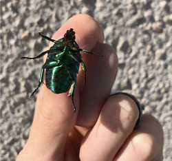 Metallic green underside of an adult beetle.