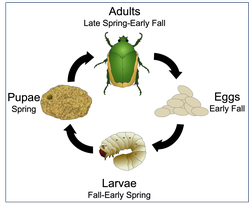 Lifecycle of Green Fruit Beetles