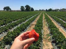 Strawberries in Fresno county. Photo by E. Bruno.