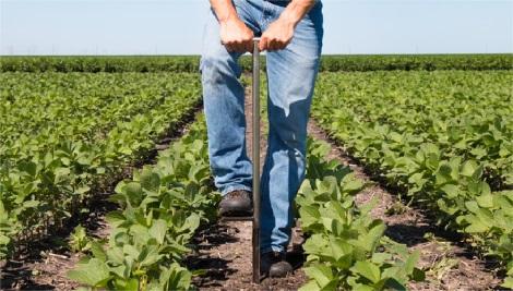 Farmer using soil probe to take a soil sample between rows of vegetables