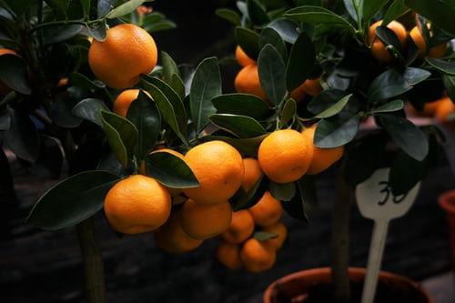 Close-up of ripe tangerines on tree