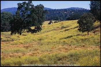 Yellow starthistle growing in a field in Calaveras County. Photo: J.M. DiTomaso, UC Regents