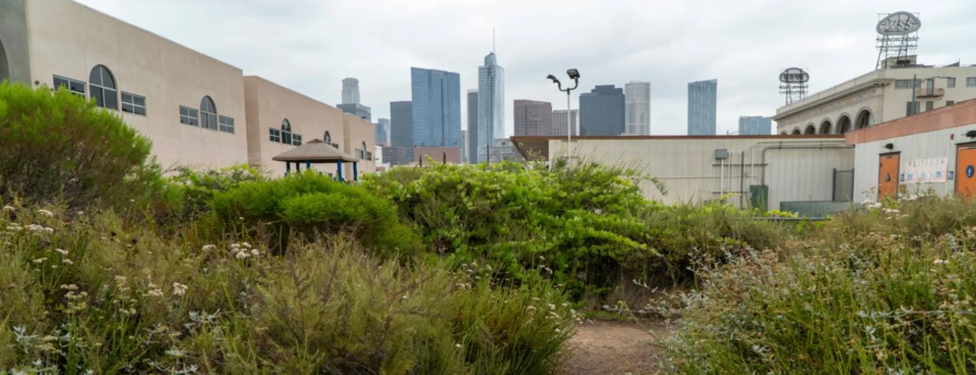 A native plant pocket park with Downtown LA buildings in the distance.