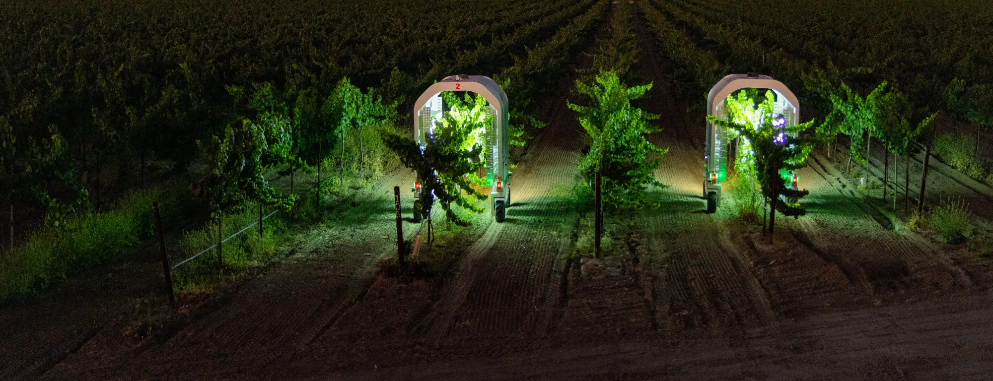 Autonomous robots treat grapevines with UV-C light at night to control powdery mildew