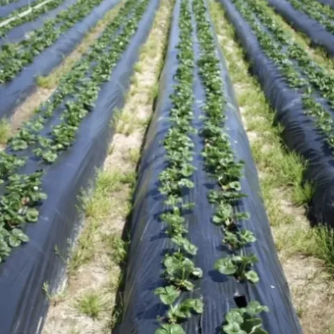 Small Farm Strawberry production