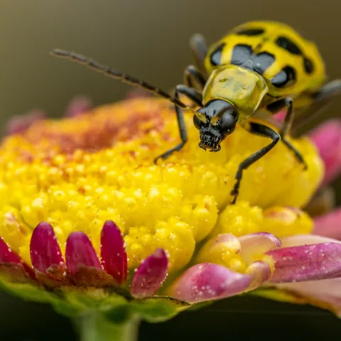 Cucumber beetle on yellow flower