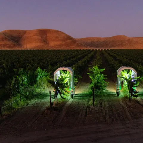 Autonomous robots treat grapevines with UV-C light at night to control powdery mildew