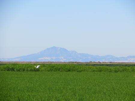 Delta rice production with Mount Diablo in the background.