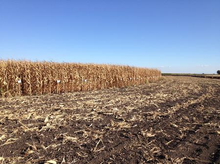 UCCE field corn variety trial, conducted annually on Tyler Island.