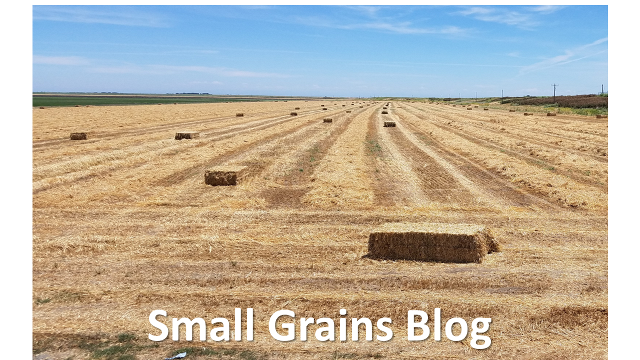 Small Grains Blog