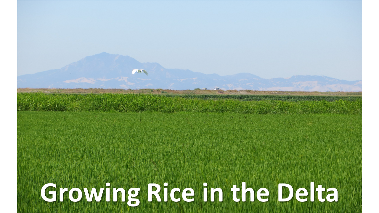 Growing Rice in the Delta